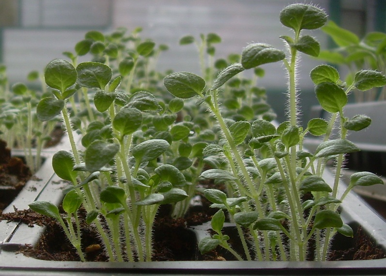 Seedlings